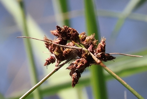Common Club-rush (Schoenoplectus lacustris)