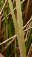 Chionochloa acicularis