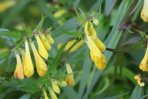 Common Cow-wheat (Melampyrum pratense)