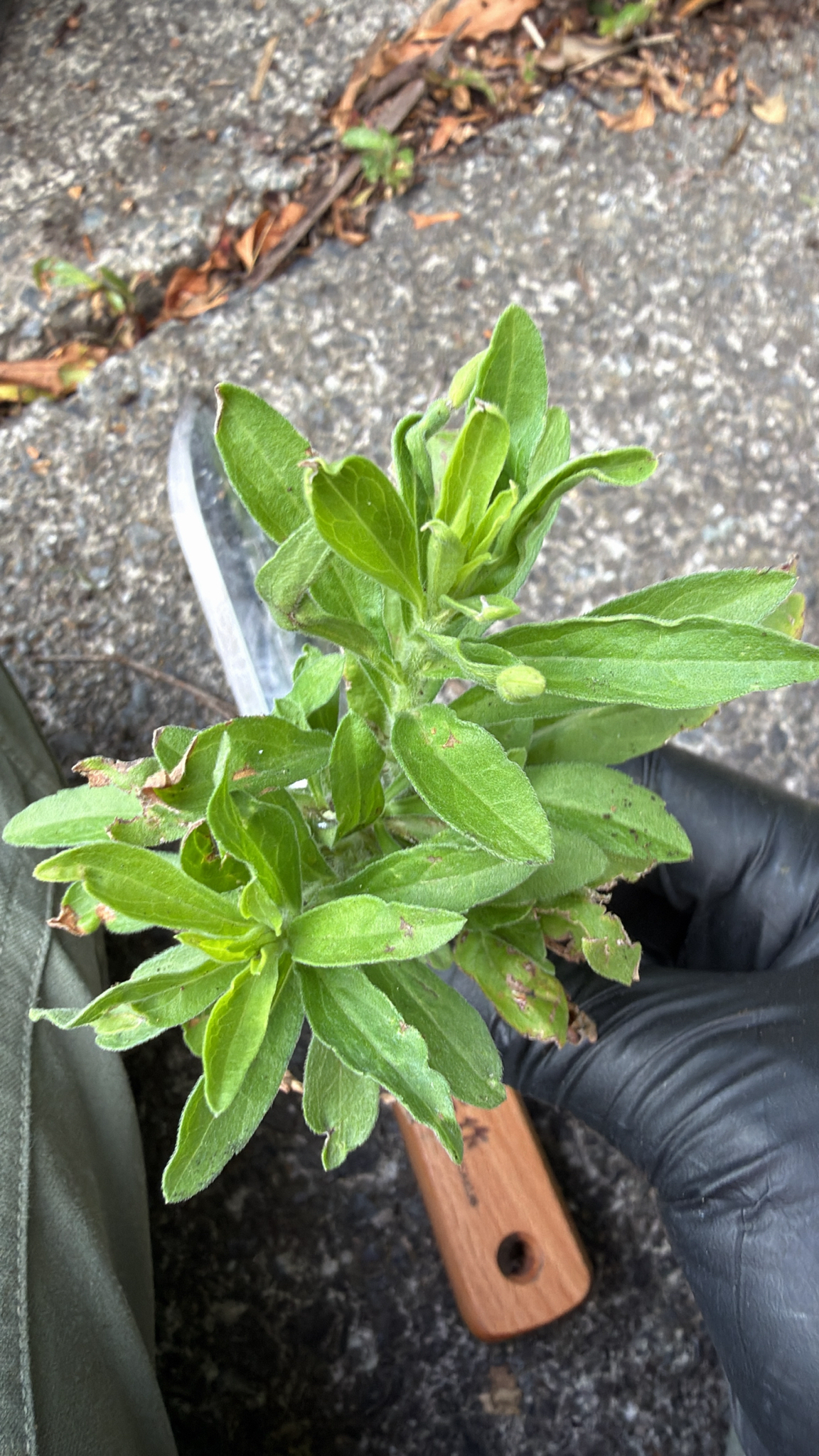 Tropical Horseweed (Erigeron sumatrensis)