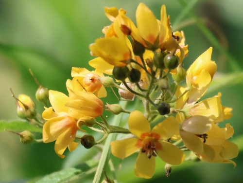 Yellow Loosestrife (Lysimachia vulgaris)
