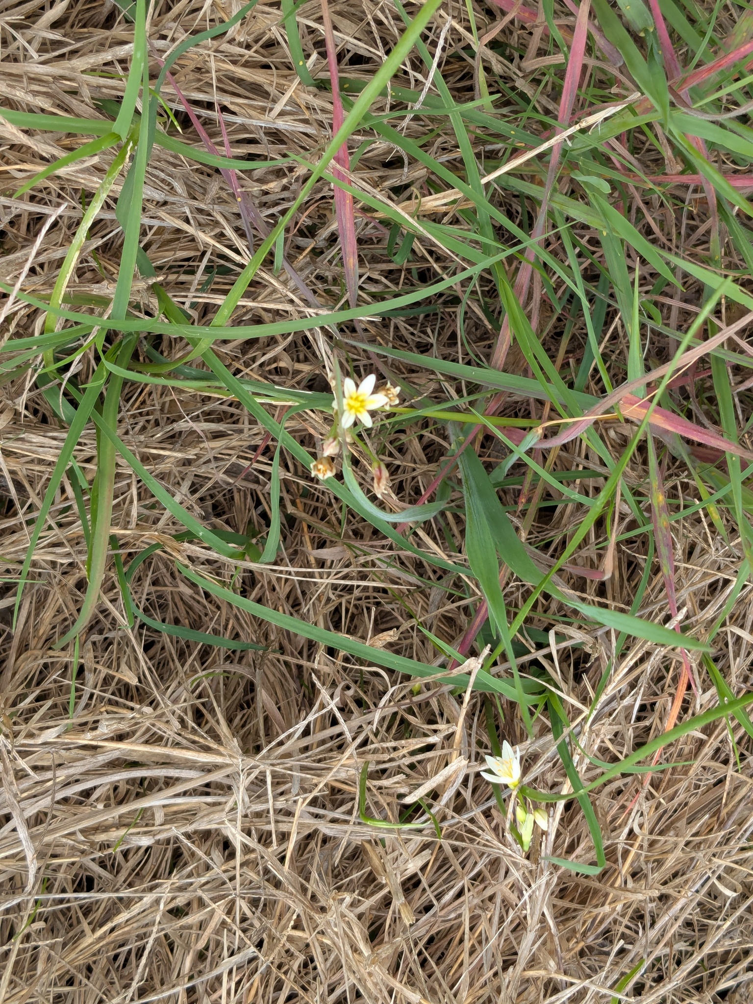 Crow-Poison (Nothoscordum bivalve)