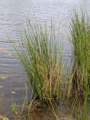 Soft Rush (Juncus effusus)