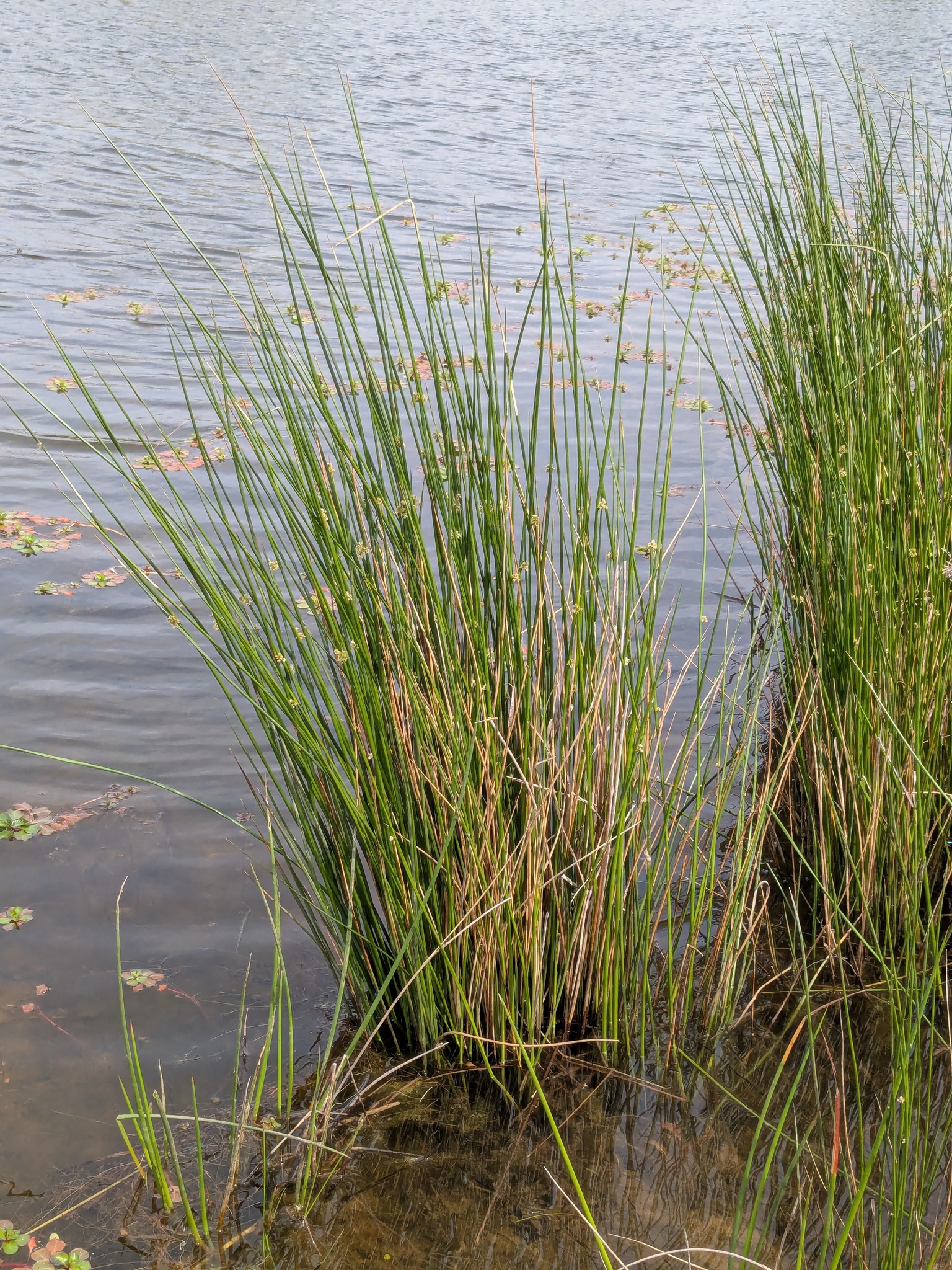 Soft Rush (Juncus effusus)