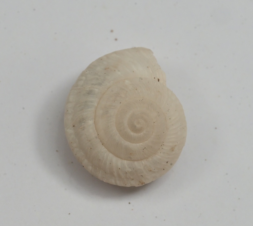 Cathaica cucunorica