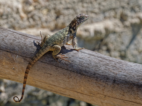 Northern Curly-tailed Lizard
