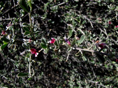 Indigofera obcordata