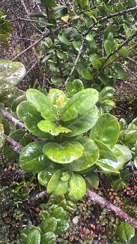 Santalum paniculatum observed 2026-04-09