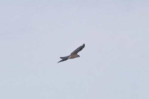 Gundlach's Hawk (Astur gundlachi), photo 5