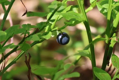 common bilberry (Vaccinium myrtillus)