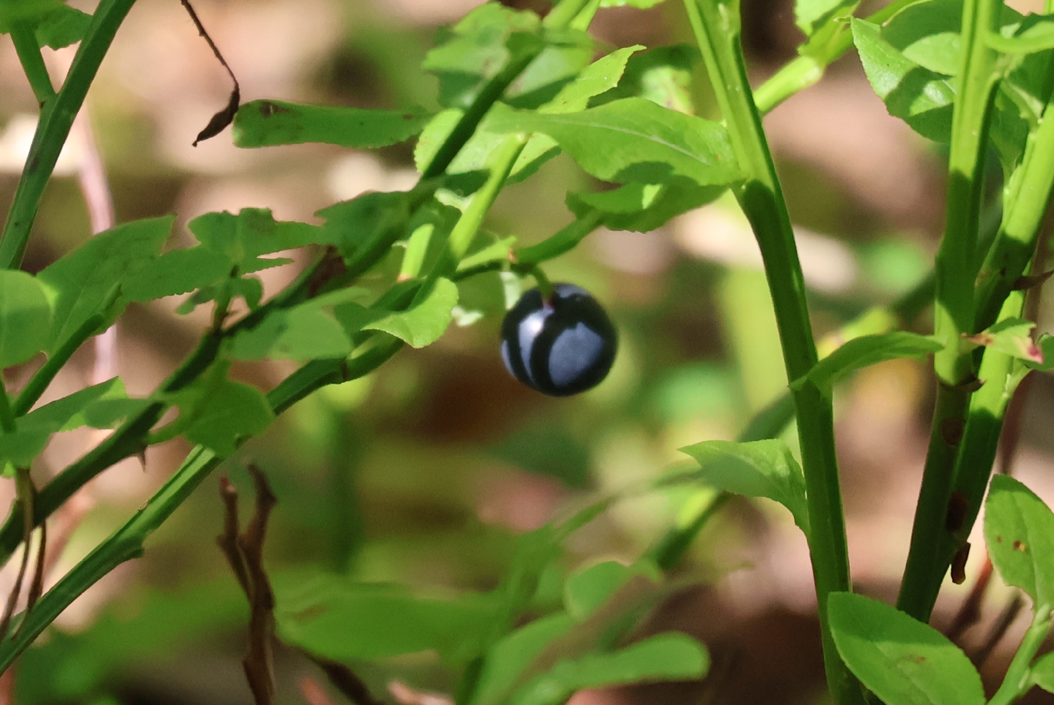Common Bilberry (Vaccinium myrtillus)