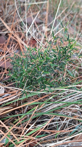 peach heath (Lissanthe strigosa)