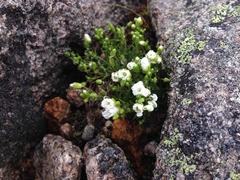 Mononeuria groenlandica