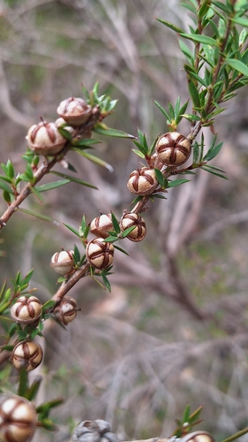 prickly tea-tree (Leptospermum continentale)