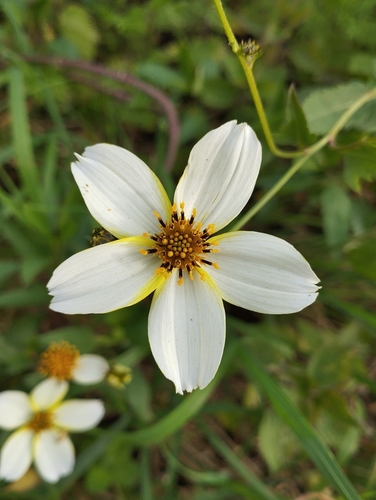 Arizona Beggarticks (Bidens aurea)
