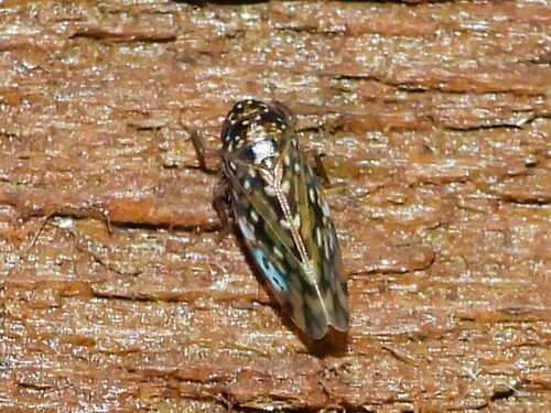 Xestocephalus australensis, 2026-04-10
