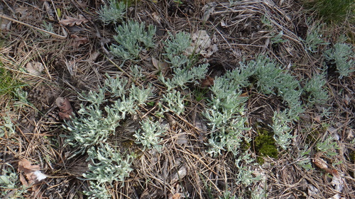 Strawflower (Helichrysum arenarium)