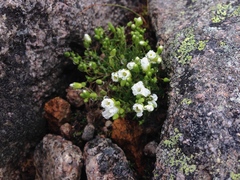 Mononeuria groenlandica