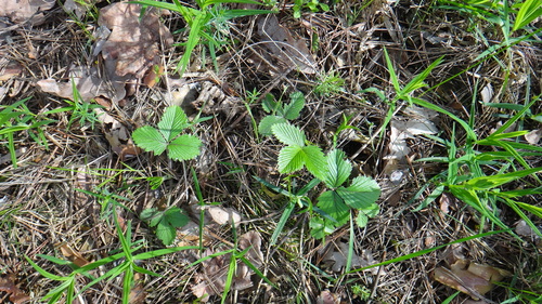 green strawberry (Fragaria viridis)