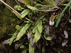 Notogrammitis givenii