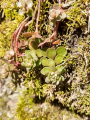 Sedum ternatum