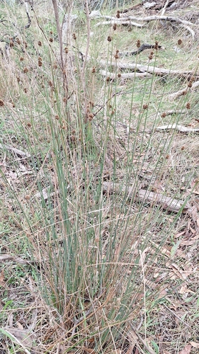 Knobby Clubrush (Ficinia nodosa)