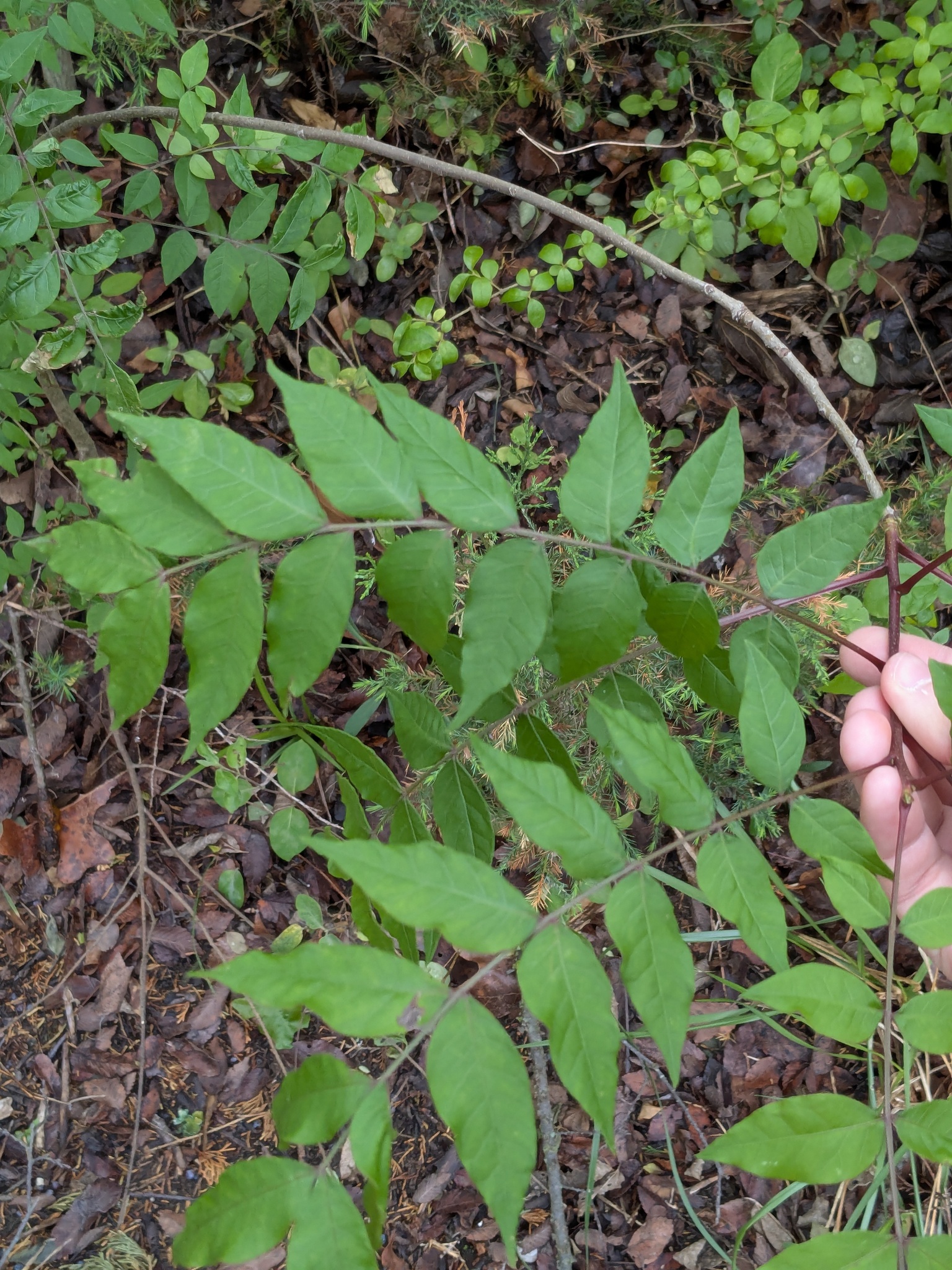 Chinese Pistache (Pistacia chinensis)