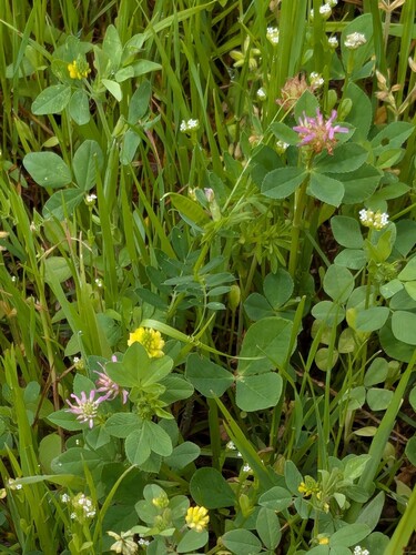 Reversed clover (Trifolium resupinatum)