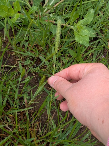 little barley (Hordeum pusillum)