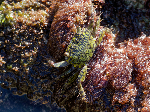Mottled Shore Crab