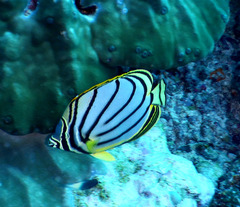 Chaetodon meyeri