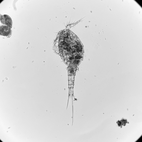 Paracyclops chiltoni