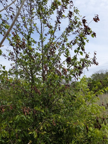 Callery pear (Pyrus calleryana)