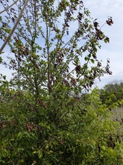 Poirier De Callery (Pyrus calleryana)