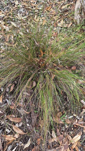 Wire rapier-sedge (Lepidosperma semiteres)