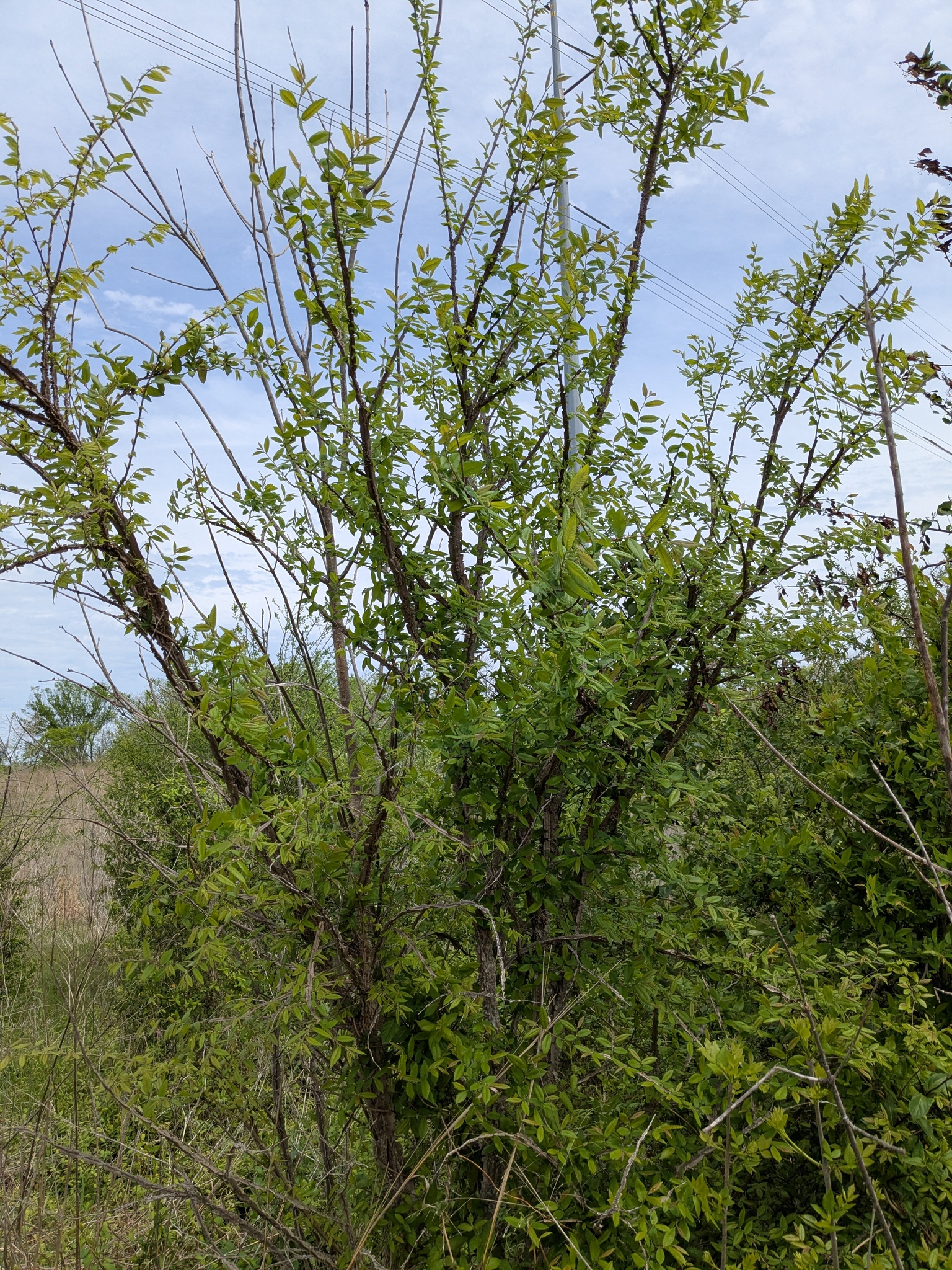 Winged Elm (Ulmus alata)