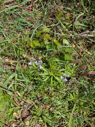 Texas toadflax (Linaria texana)