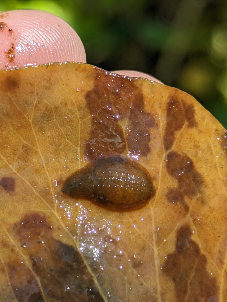 Placobdella sophieae