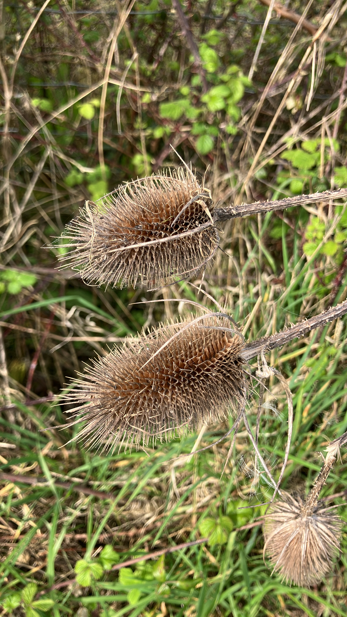 Wild Teasel (Dipsacus fullonum)