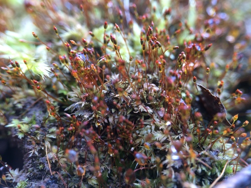 Image of Fissidens exilis by no rights reserved