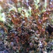 Pygmy Pocket-Moss - Photo no rights reserved, uploaded by Étienne Lacroix-Carignan