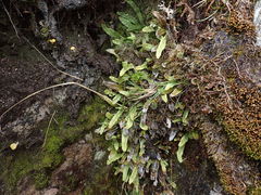 Notogrammitis givenii