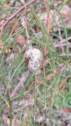 Beaked Hakea (Hakea rostrata)