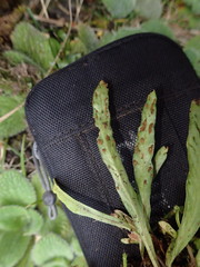 Notogrammitis givenii