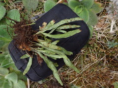 Notogrammitis givenii