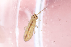 Isotomurus palustris