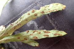 Notogrammitis givenii