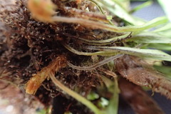 Notogrammitis givenii