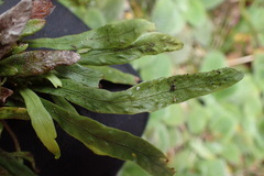 Notogrammitis givenii