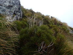Olearia crosby-smithiana
